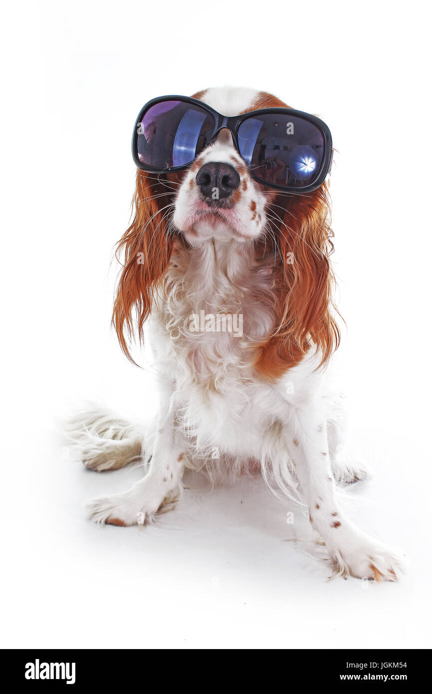 Humour photos of dog Cut Out Stock Images & Pictures - Alamy