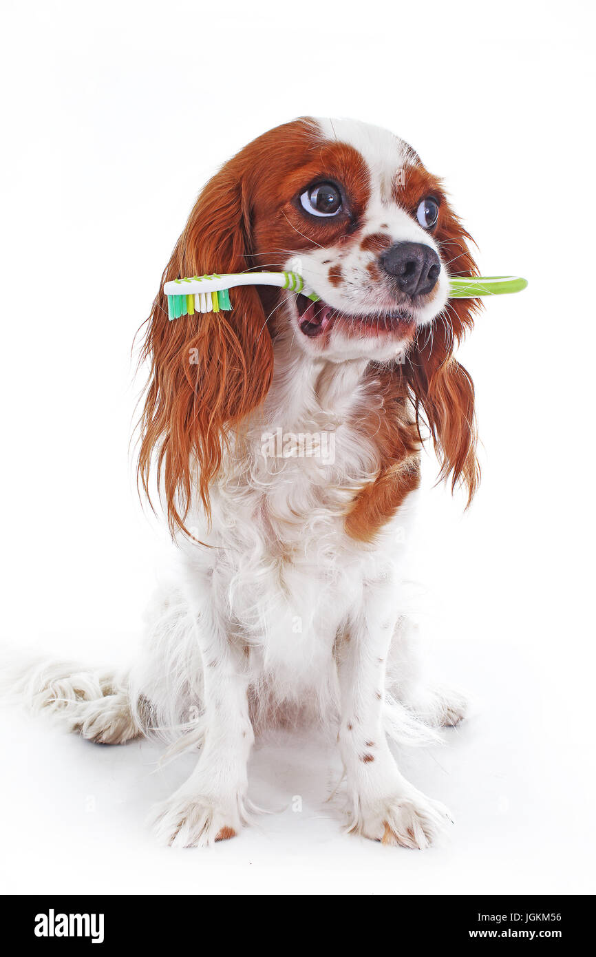 Dog with toothbrush Stock Photo Alamy