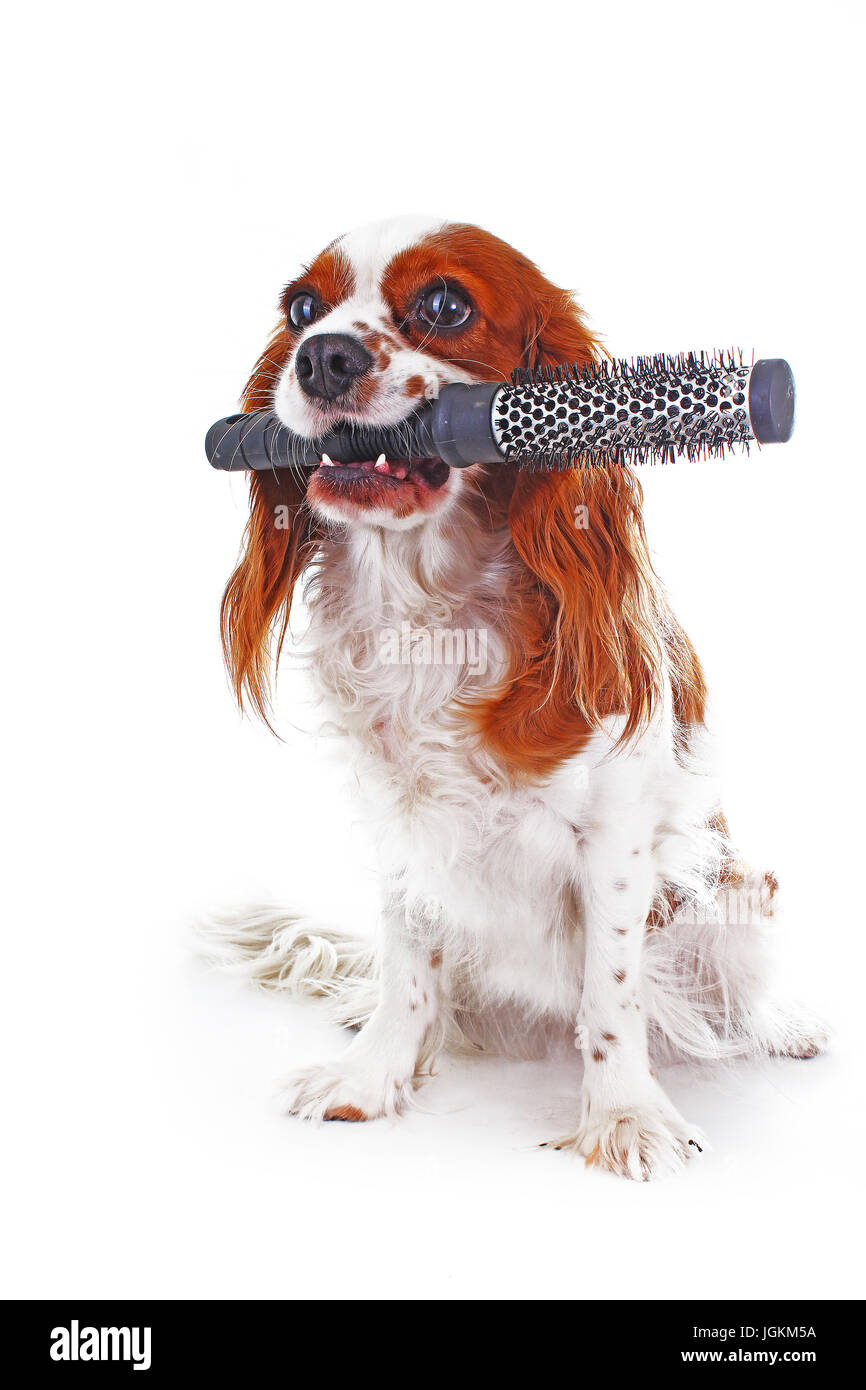 Dog with comb Stock Photo Alamy