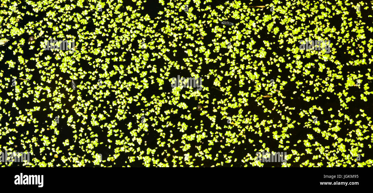 8306. Backgrounds; Colours; Colors; Display; Duck Weed Stock Photo