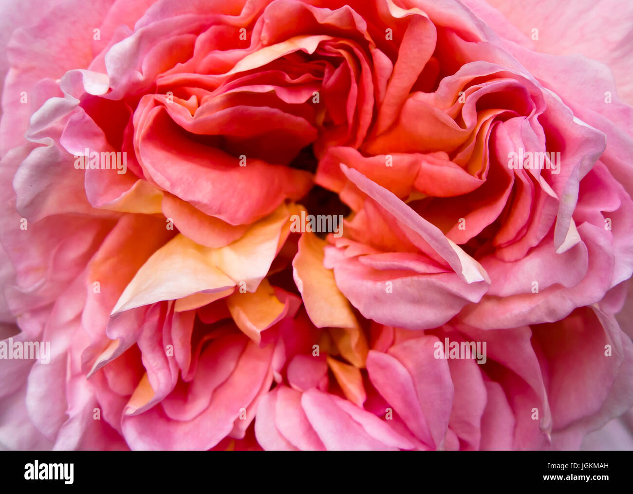 8289 hi-res stock photography and images - Alamy