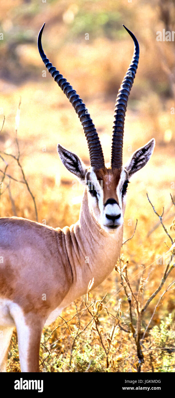 RS 7093. Backgrounds; Colours; Colors; Display, Grant's Gazelle, Nanger  granti, Amboseli Park, Kenya, East Africa Stock Photo - Alamy