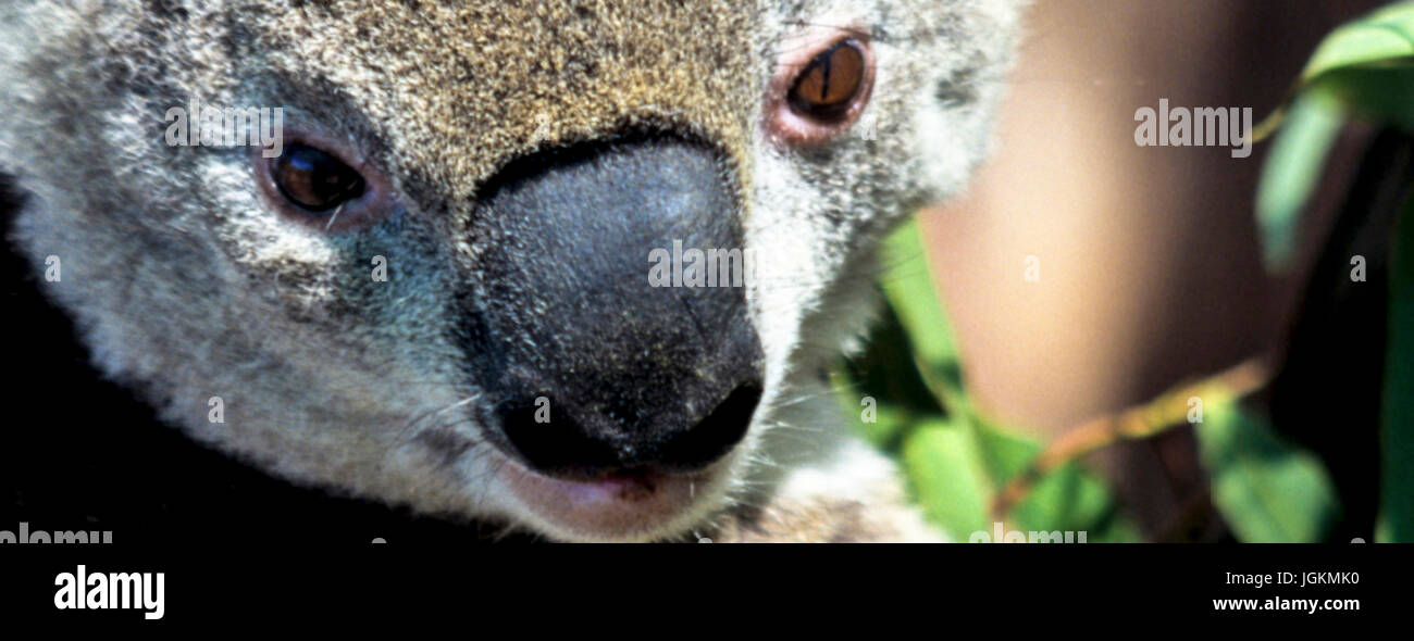 Koala Wallpaper High Resolution Stock Photography And Images Alamy