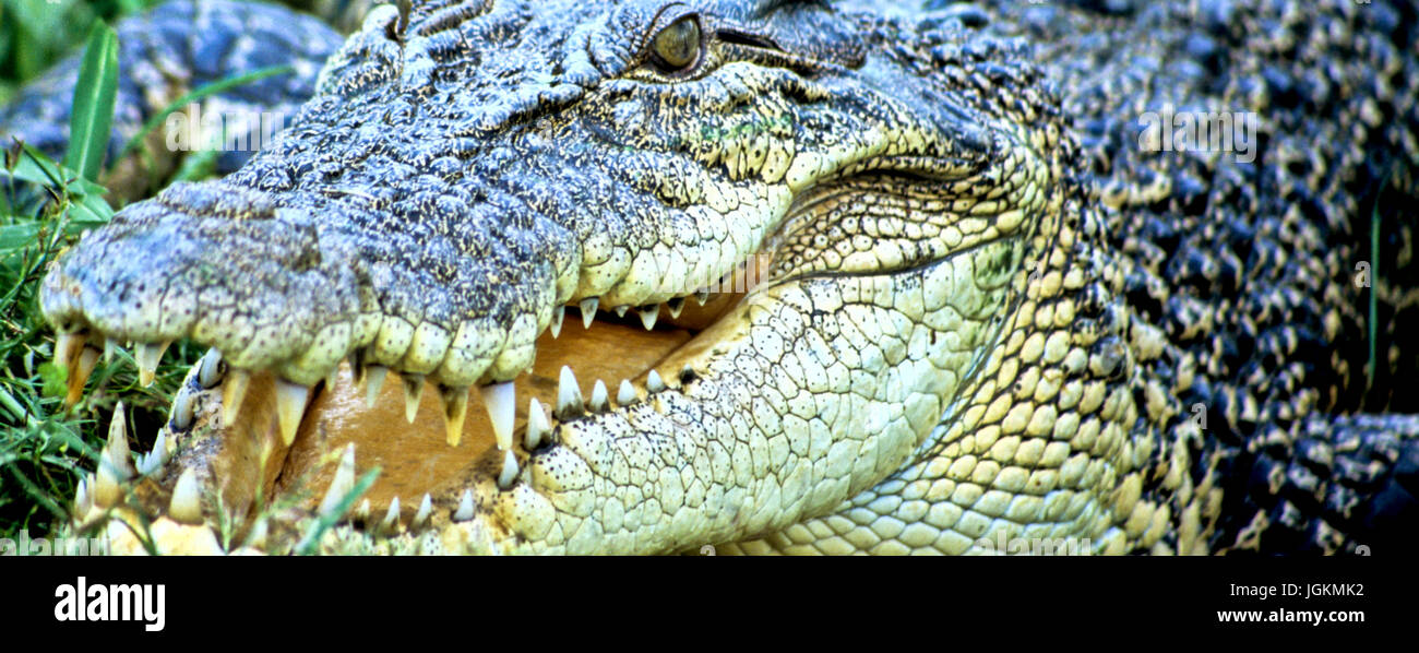 RS 4965. Backgrounds; Colours; Colors; Display; Australian Crocodile (Crocodylus porosus ...