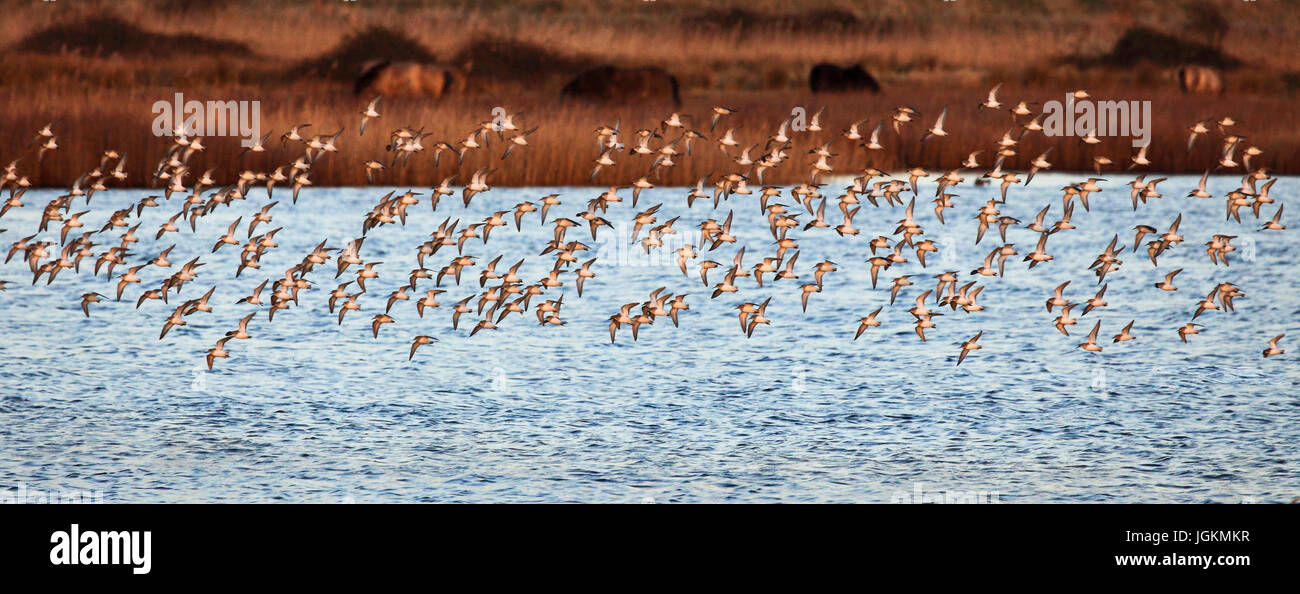 Dunlin wallpaper hi-res stock photography and images - Alamy