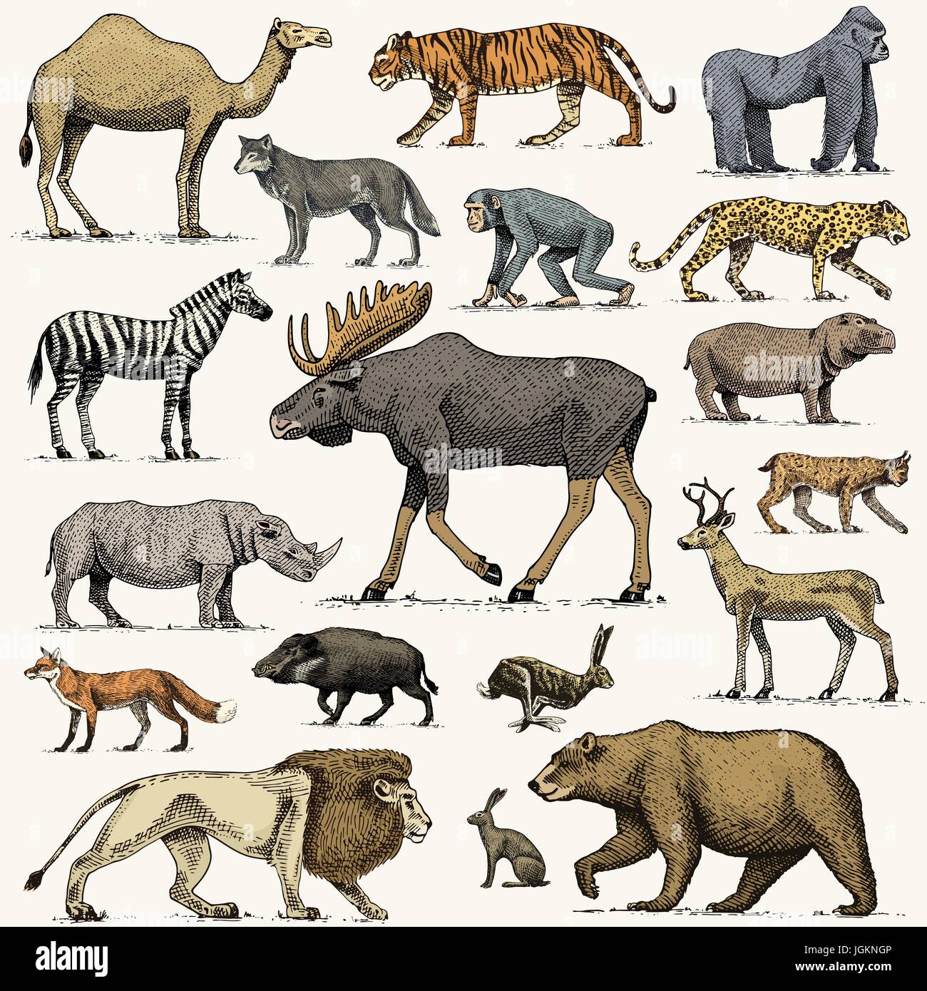 Дикие какое число. Животные Евразии. Звери Евразии. 10 Животных Евразии. Рисунки животных Евразии.