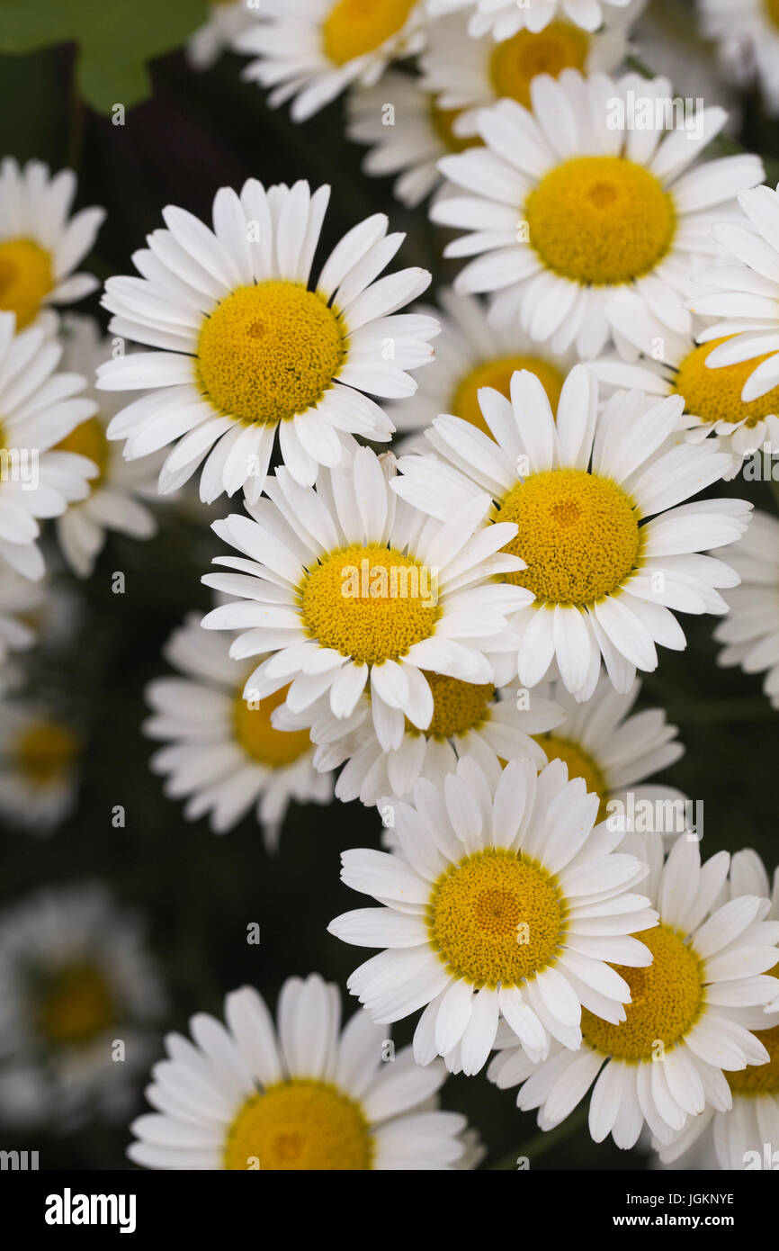 Hollandaise High Resolution Stock Photography and Images Alamy