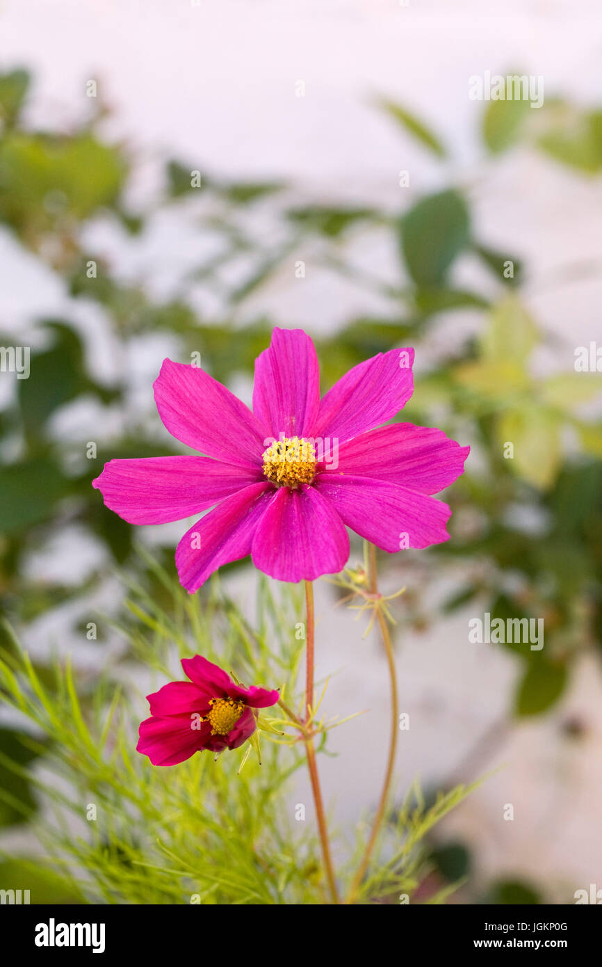Bipinnatus flower hires stock photography and images Alamy