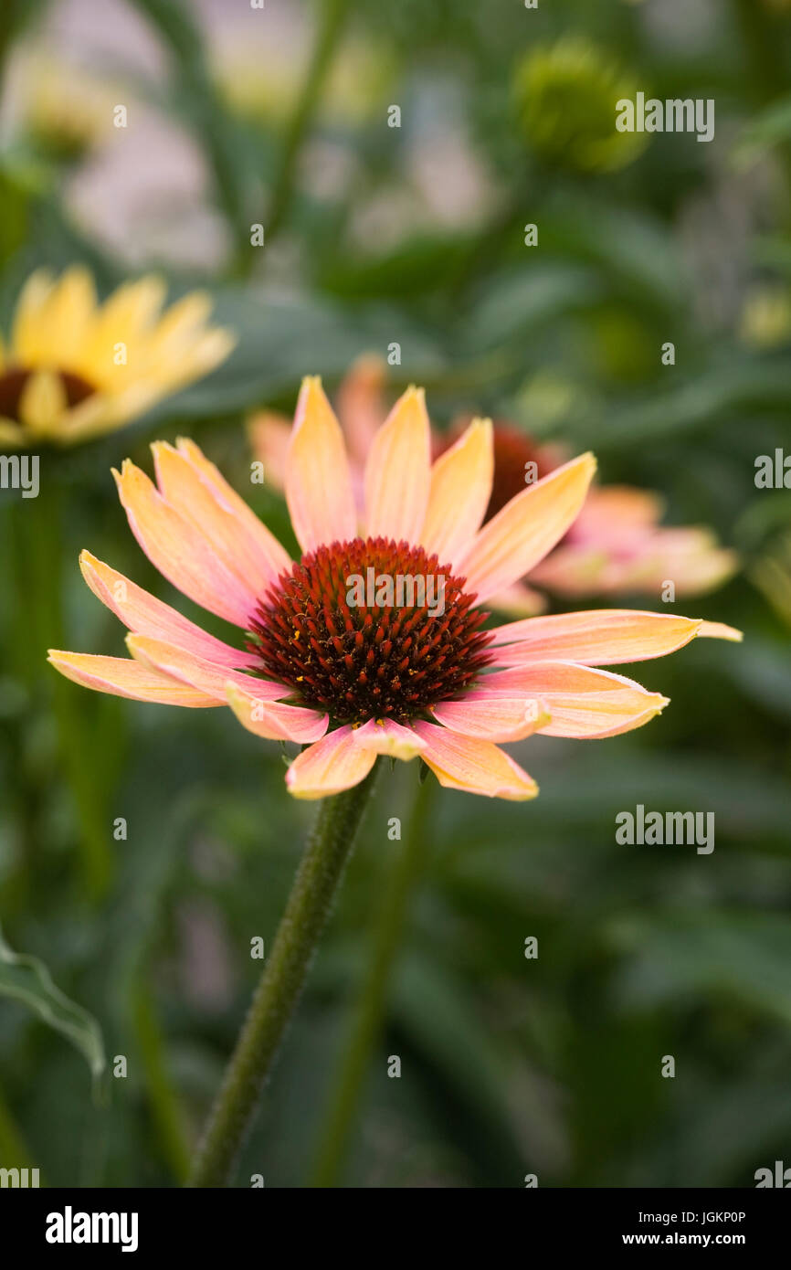 Echinacea 'Summer Sky' flower. Stock Photo