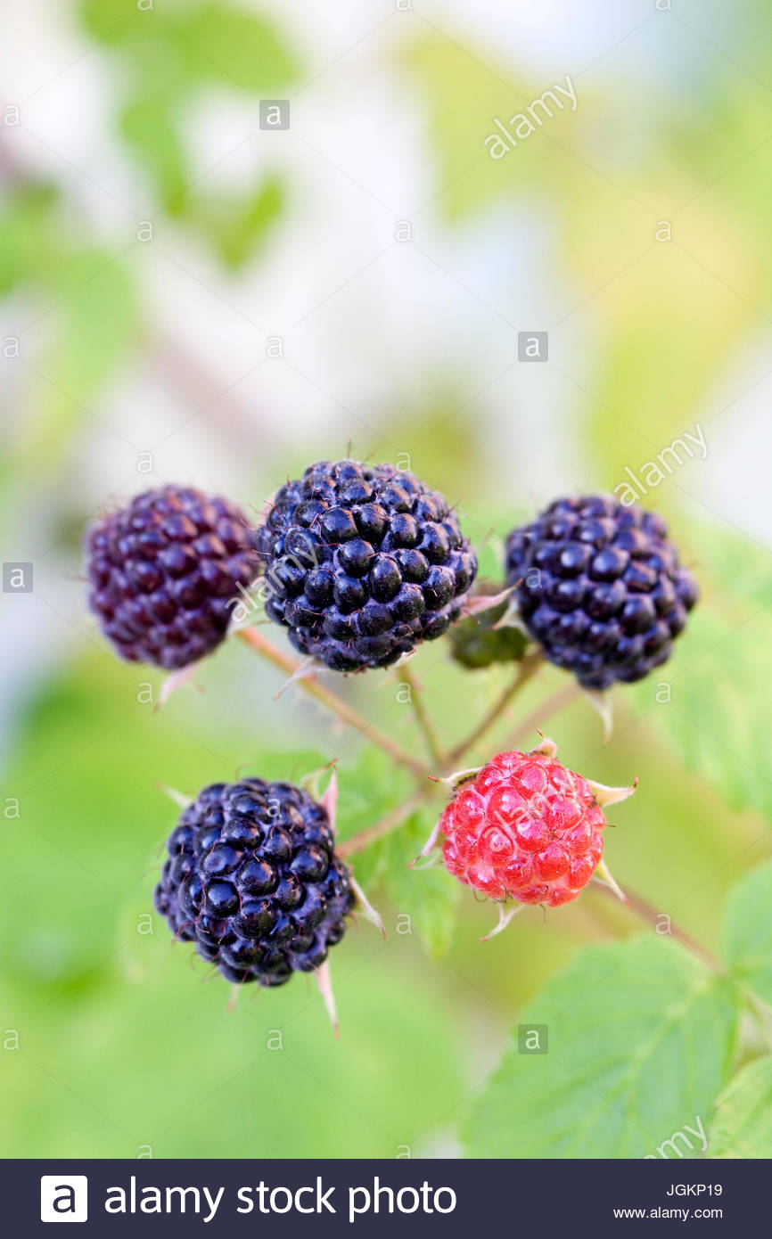 Rubus occidentalis 'Black Jewel'. Black raspberry fruit Stock Photo