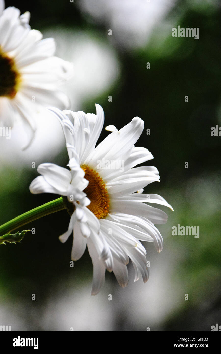 White daisy flowers in the sunlight Stock Photo
