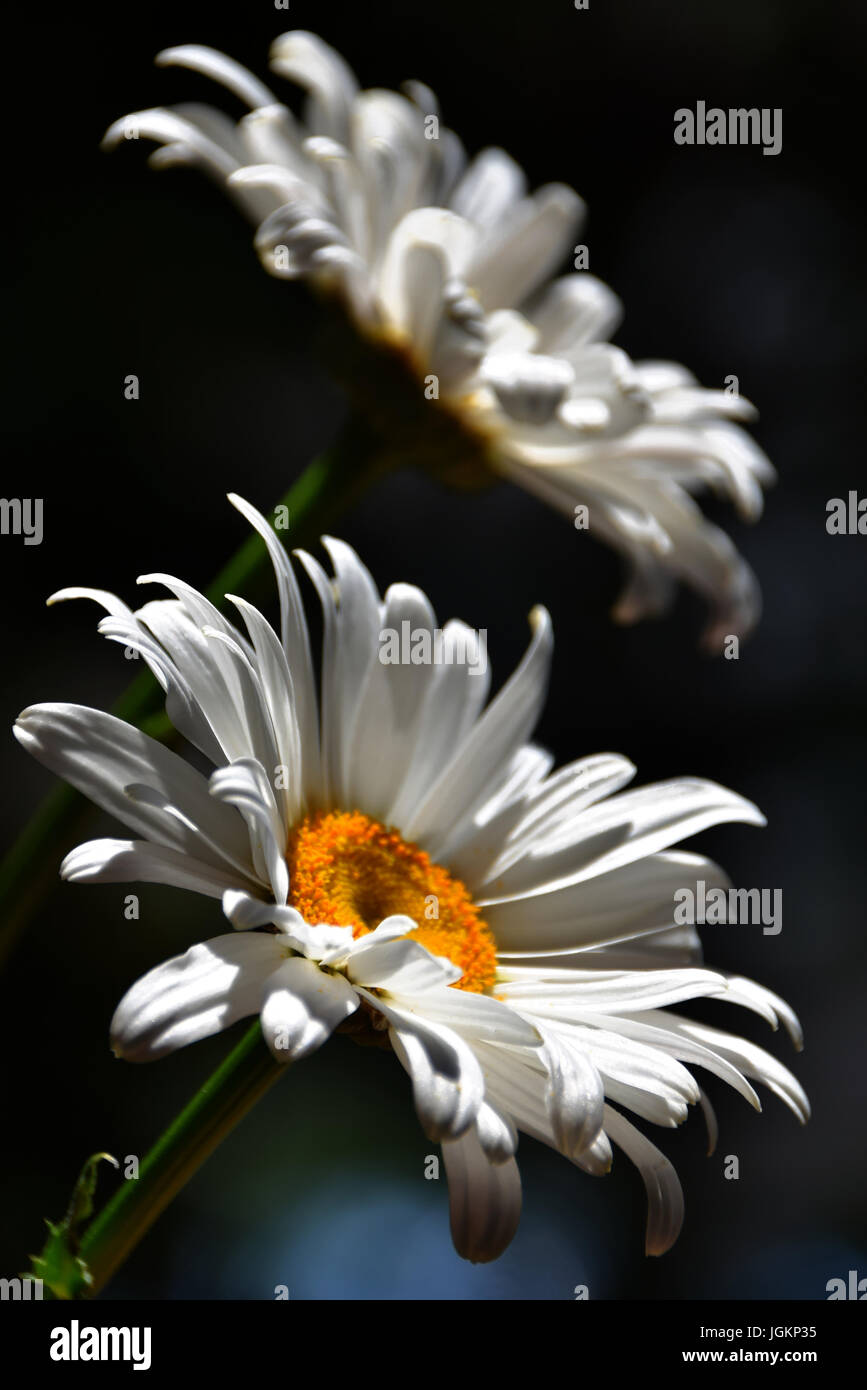 White daisy flowers in the sunlight Stock Photo