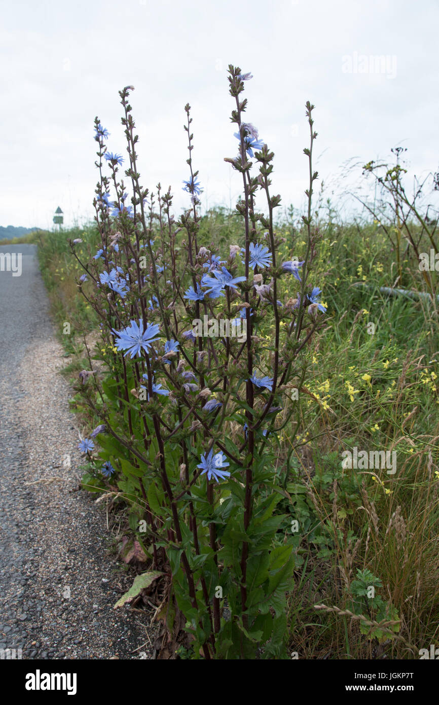 The delicate blue flowers of wild chicory, Cichorium intybus Stock Photo