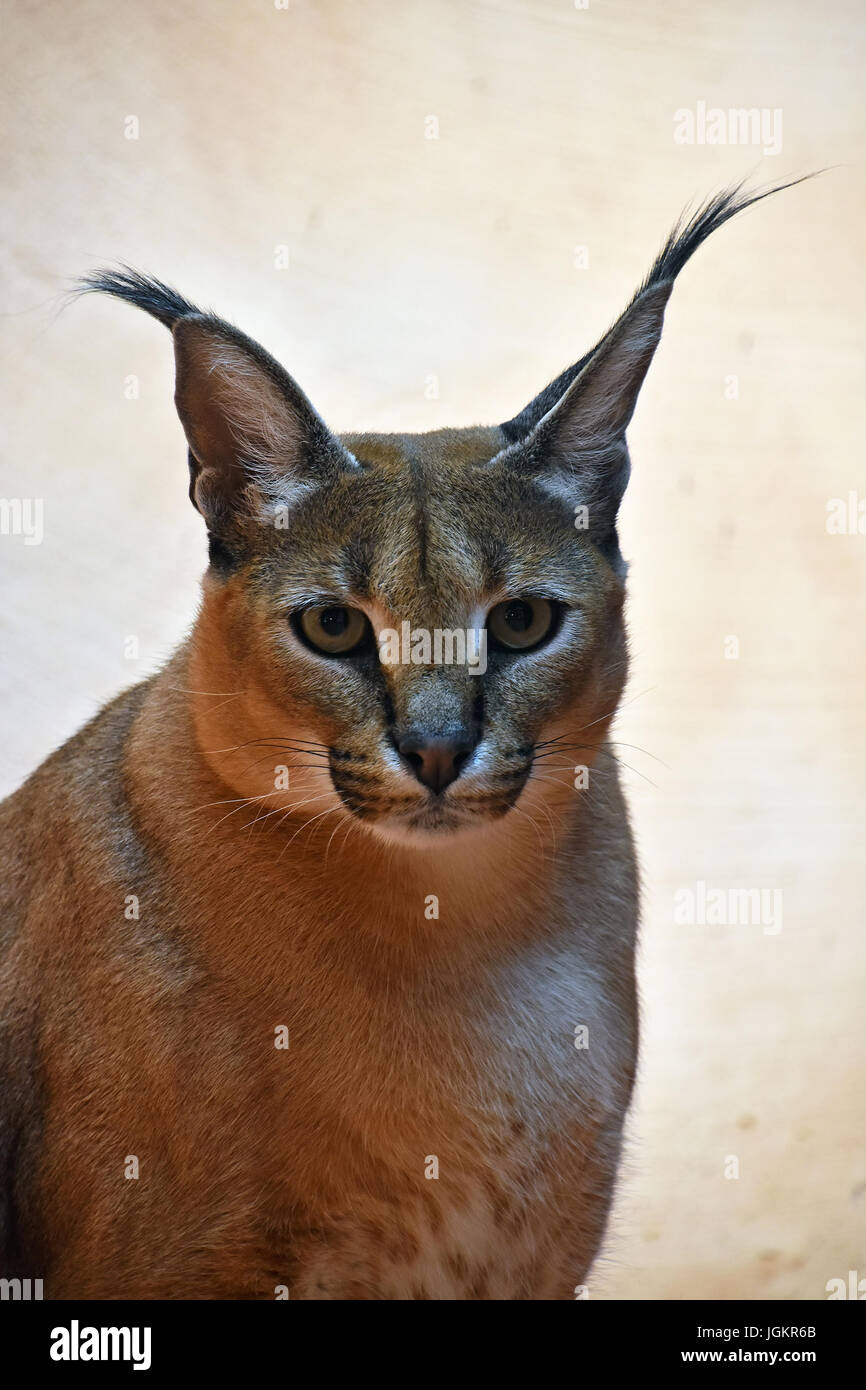 Close up portrait of one caracal, small African wild cat known for black tufted long ears, looking at camera, low angle view Stock Photo