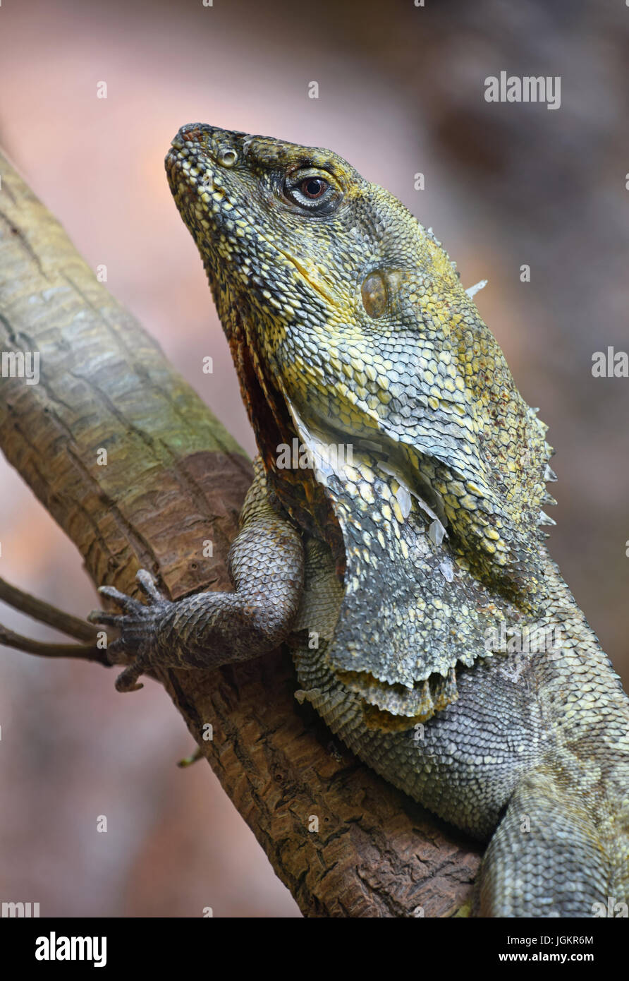 Close up side profile portrait of Australian frilled-neck lizard on tree (Chlamydosaurus kingie, frilled lizard, frilled dragon or frilled agama), low Stock Photo