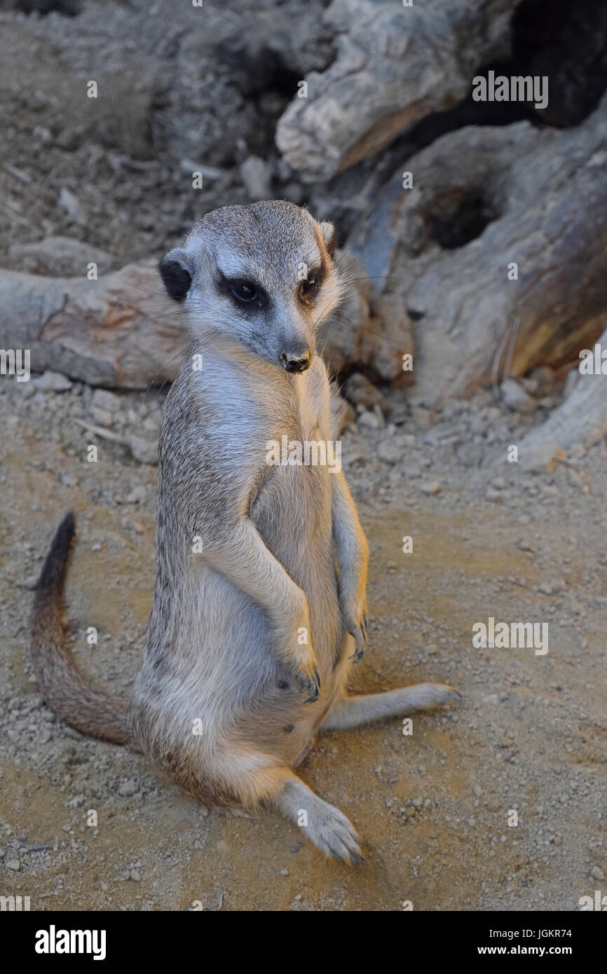 Close up portrait of one alerted meerkat standing on the ground and ...