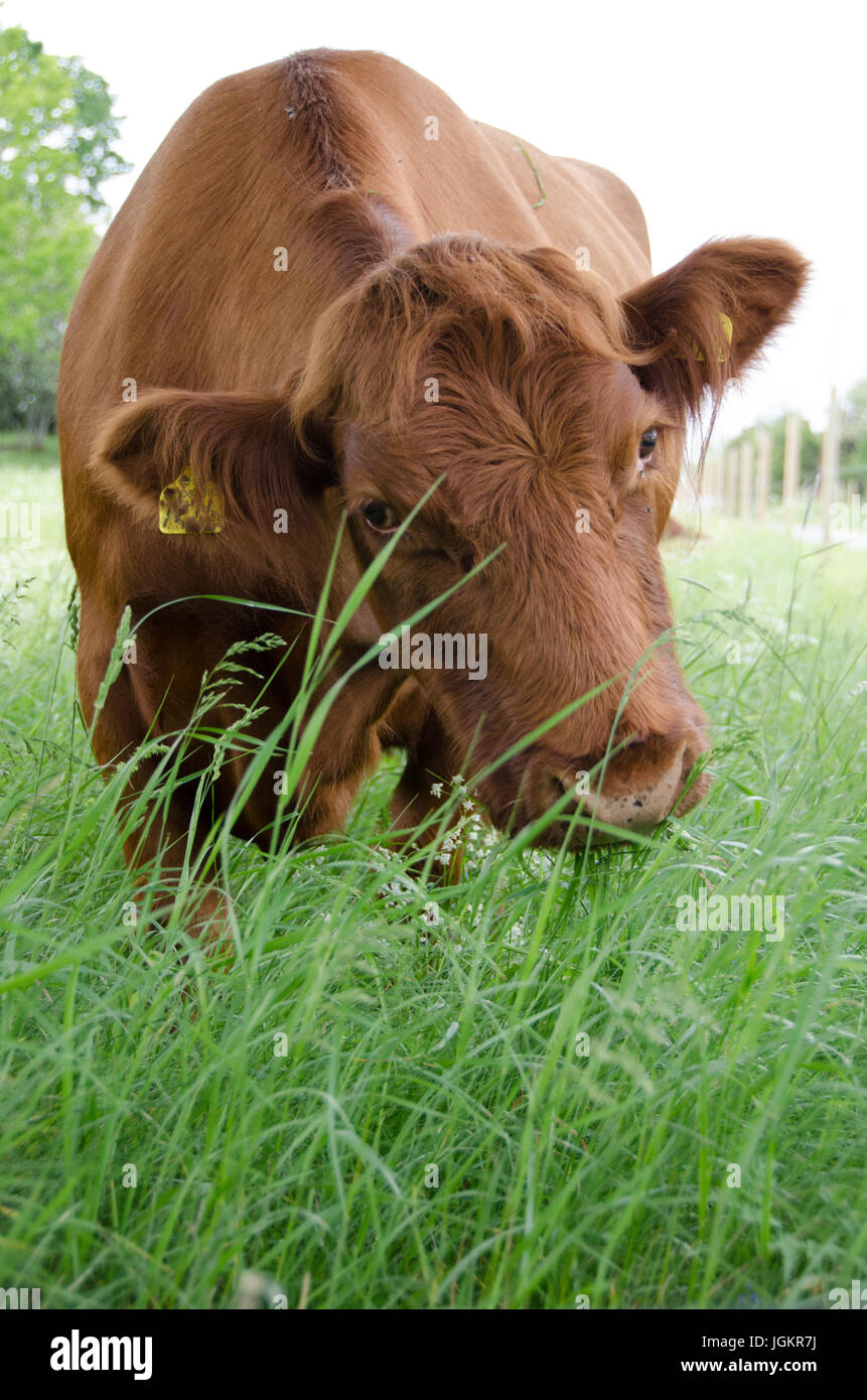 Brown cow eating grass in the field at summer near a farm Stock Photo