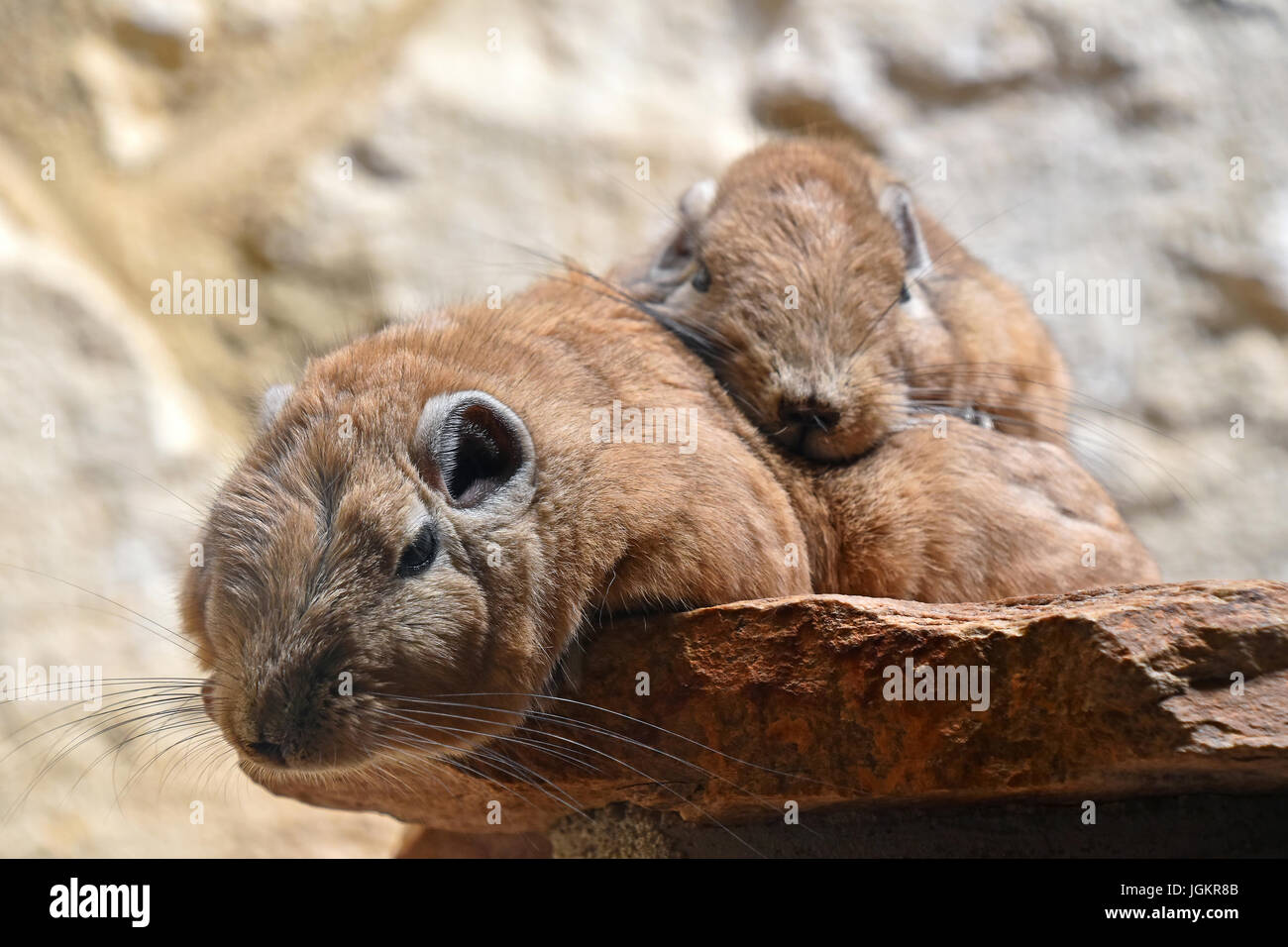 Close up portrait of family of two Gundi comb rats, African rodents, laying down together relaxed on stone and looking at camera, low angle view Stock Photo