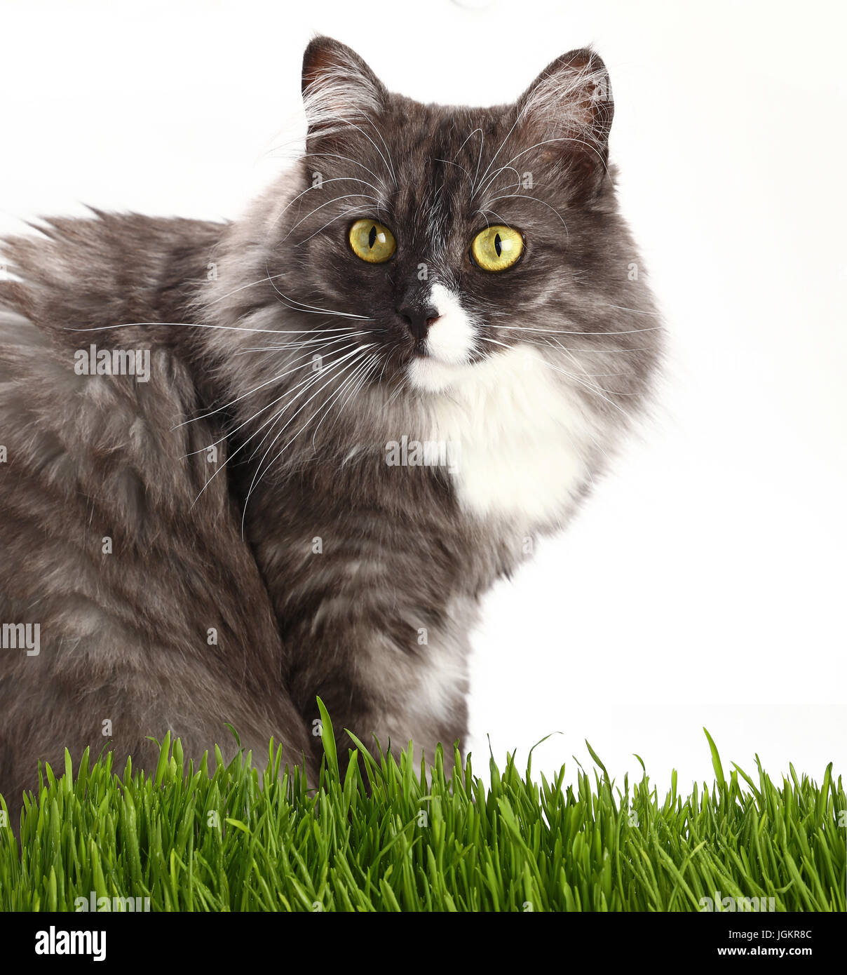 Close up portrait of one cute gray domestic cat looking at camera over ...