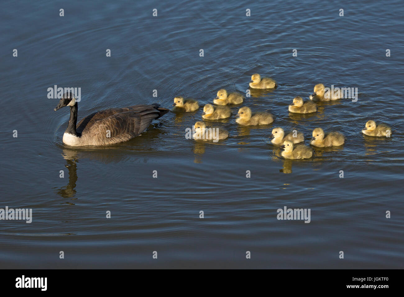 Canada Goose parent bird leading crèche of a dozen young goslings (Branta canadensis) on a stormwater pond in East Village, Calgary Stock Photo