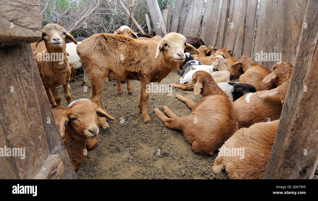 Many sheep in the Masai tribe. Africa, Kenya Stock Photo