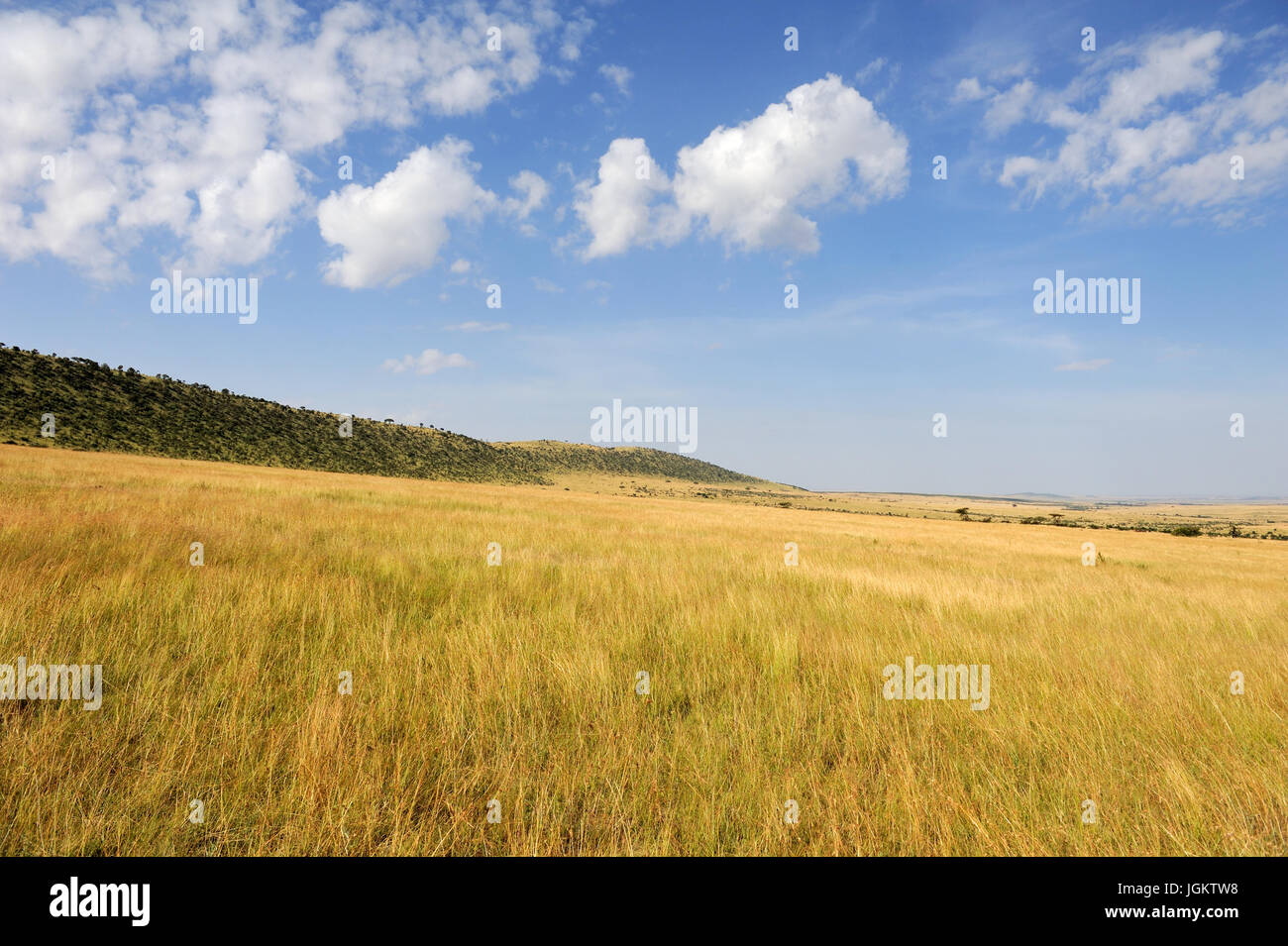 Savannah landscape in the National park in Kenya, Africa Stock Photo