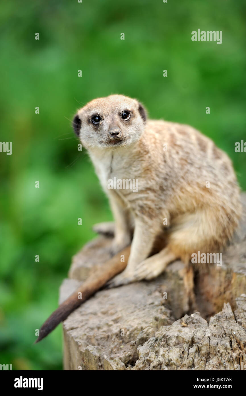 A meerkat standing upright and looking alert Stock Photo - Alamy