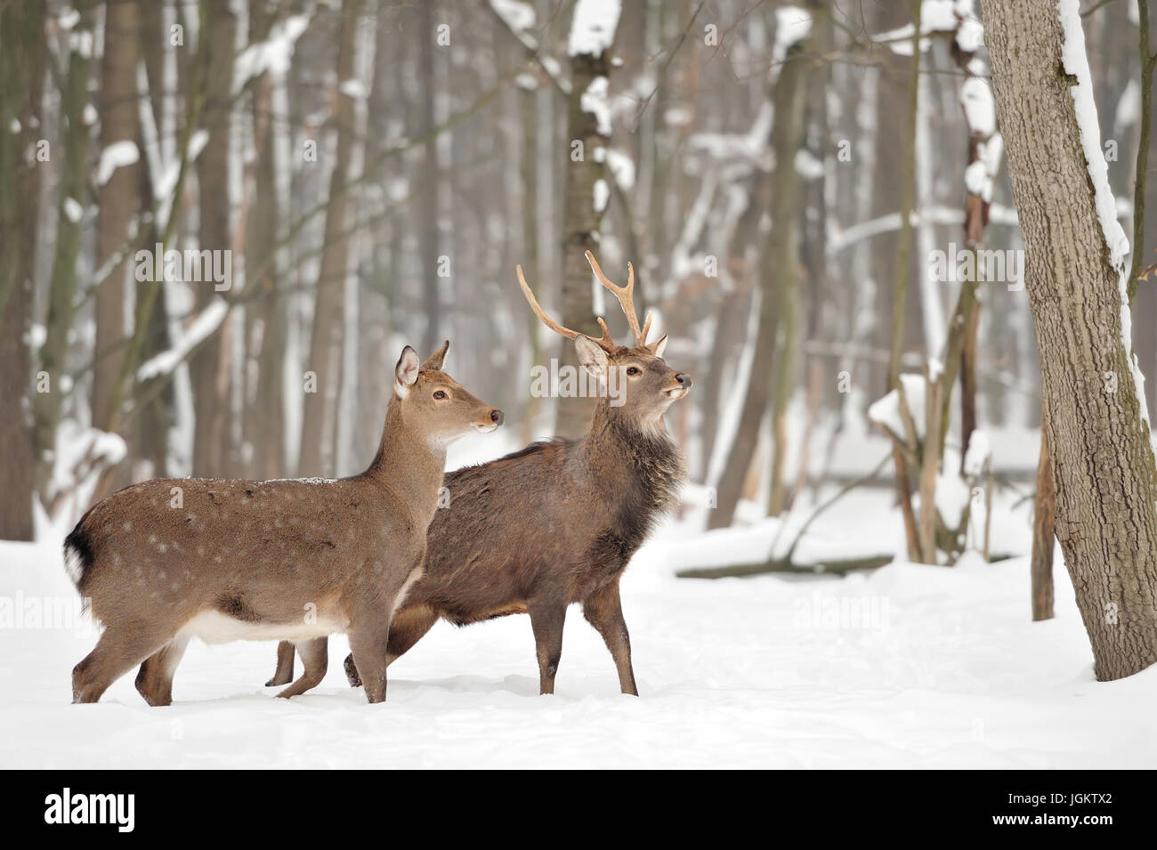Young deer in winter forest Stock Photo