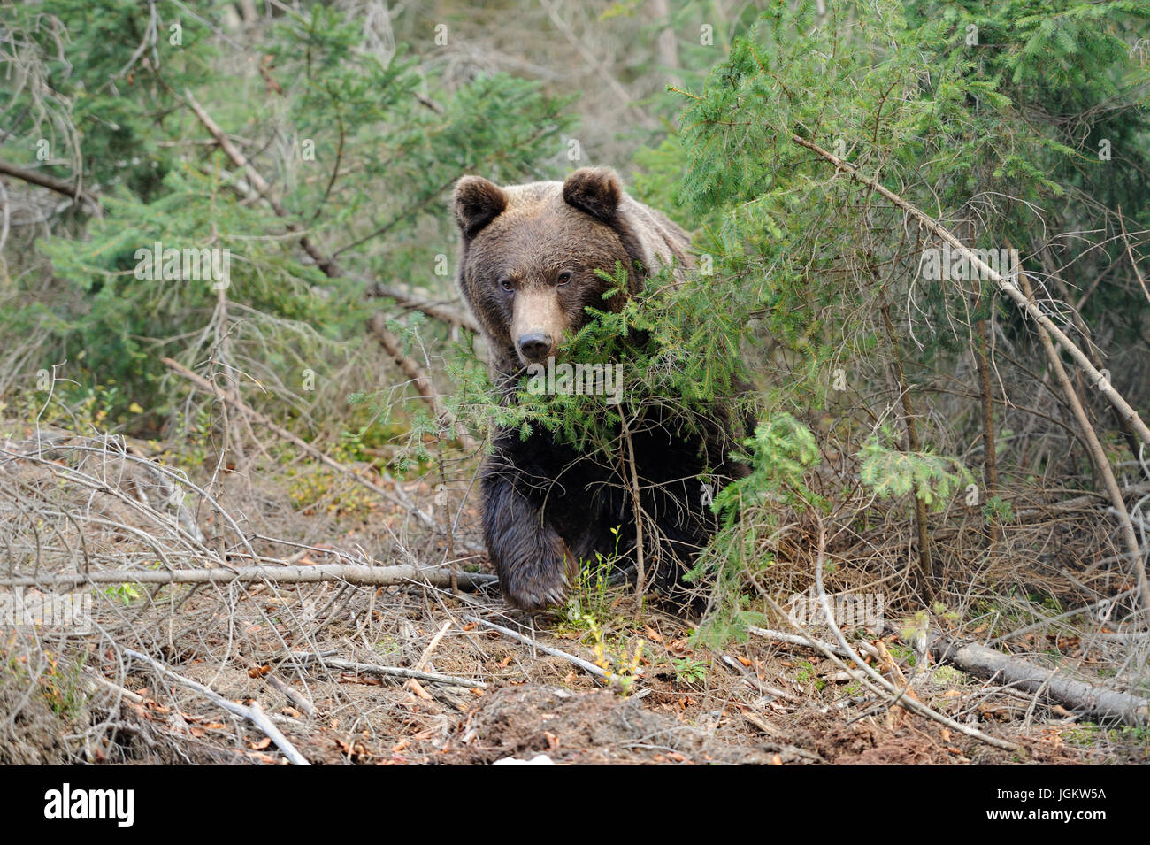 A brown bear in the forest Stock Photo - Alamy