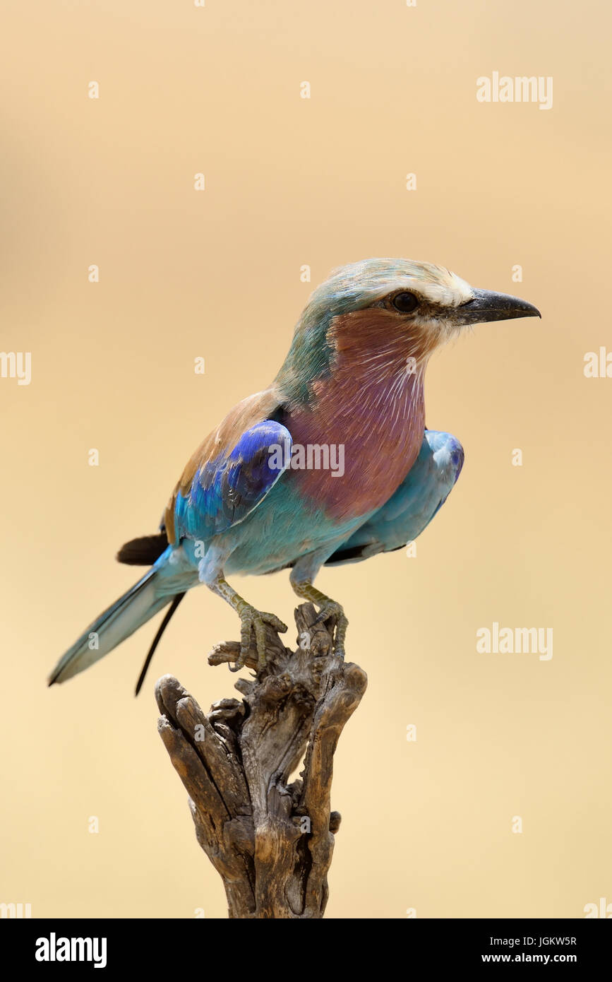 Lilac-breasted roller in National park of Kenya, Africa Stock Photo