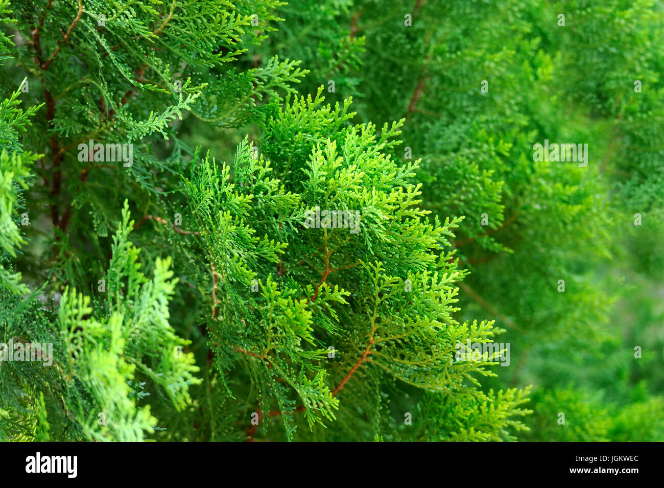 Green Thuja hedge texture close-up view Stock Photo