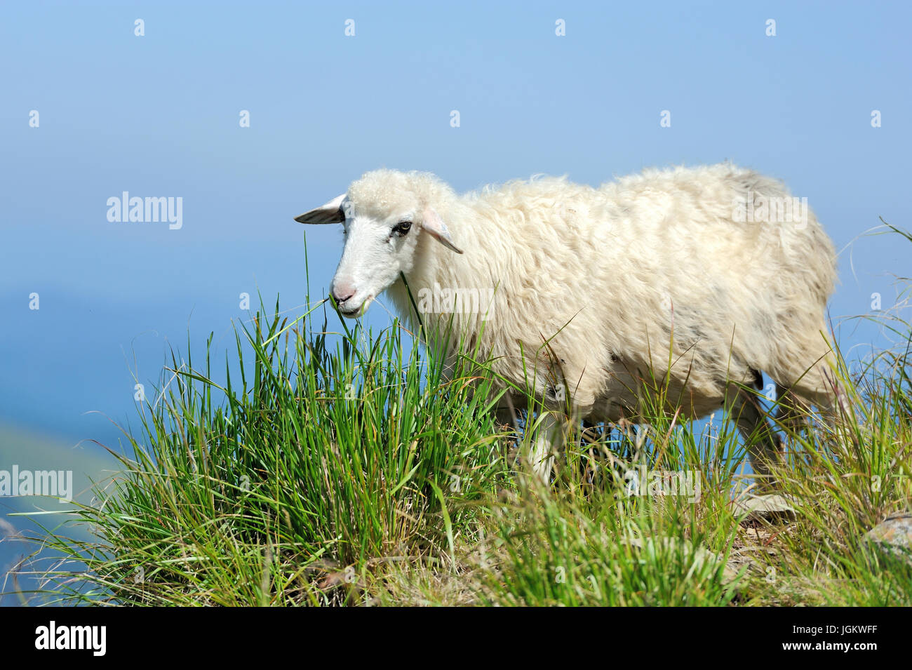 Flock of sheep in a mountain valley Stock Photo - Alamy