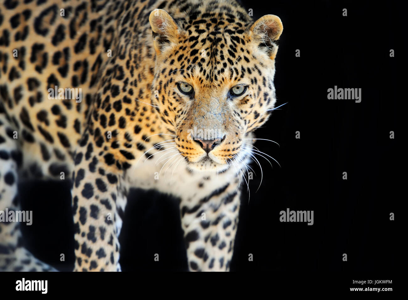 Close up wild leopard on the dark background Stock Photo - Alamy