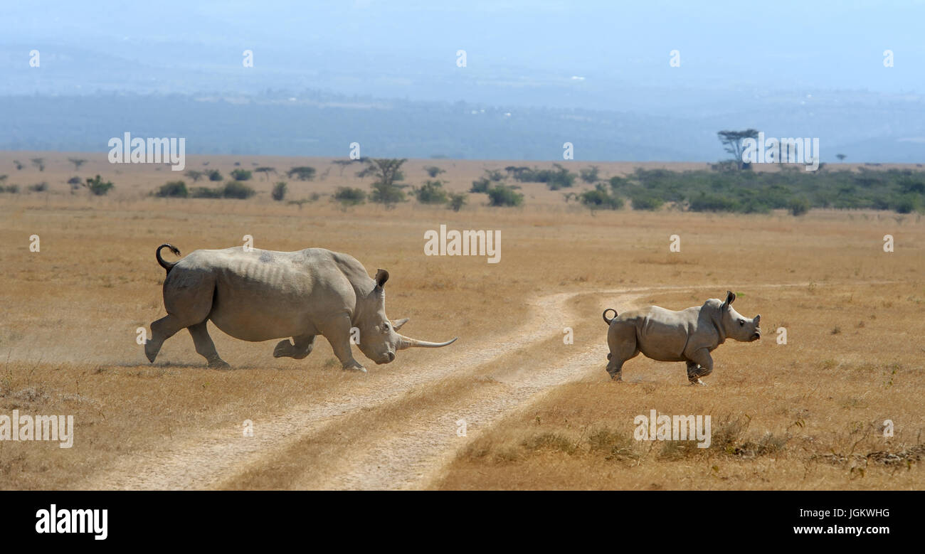 Rhino on savannah in National park of Africa Stock Photo