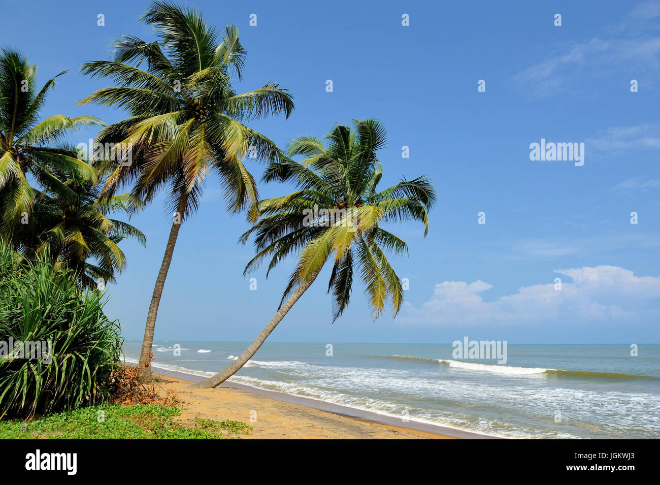 Tropical beach with palm in Sri Lanka Stock Photo - Alamy