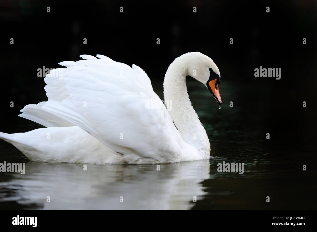 Close beautiful swan swimming in the lake Stock Photo