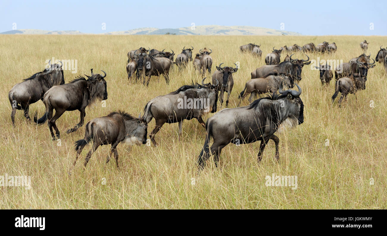 Wildebeest in National park of Kenya, Africa Stock Photo