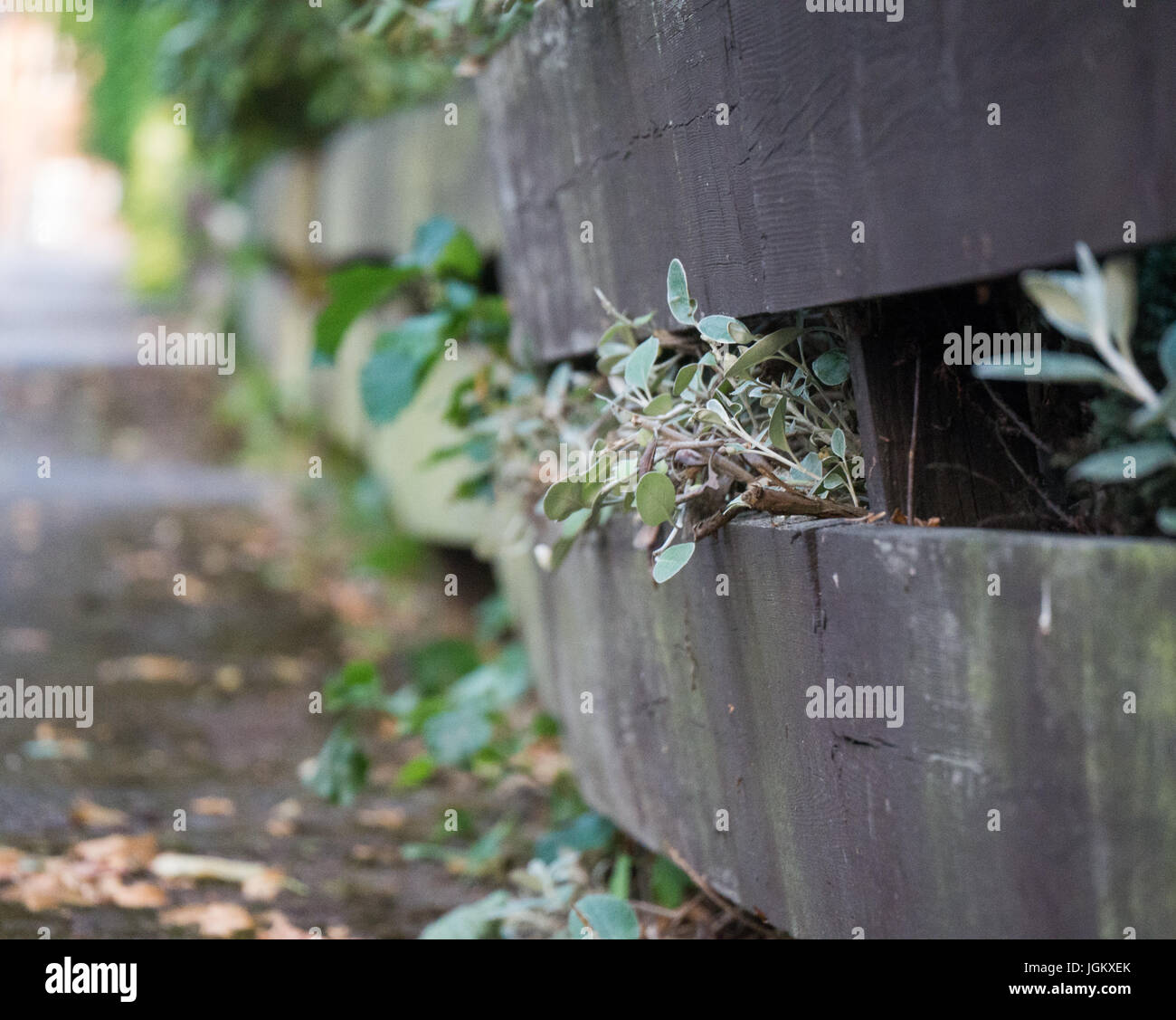 Plants growing through fence Stock Photo Alamy
