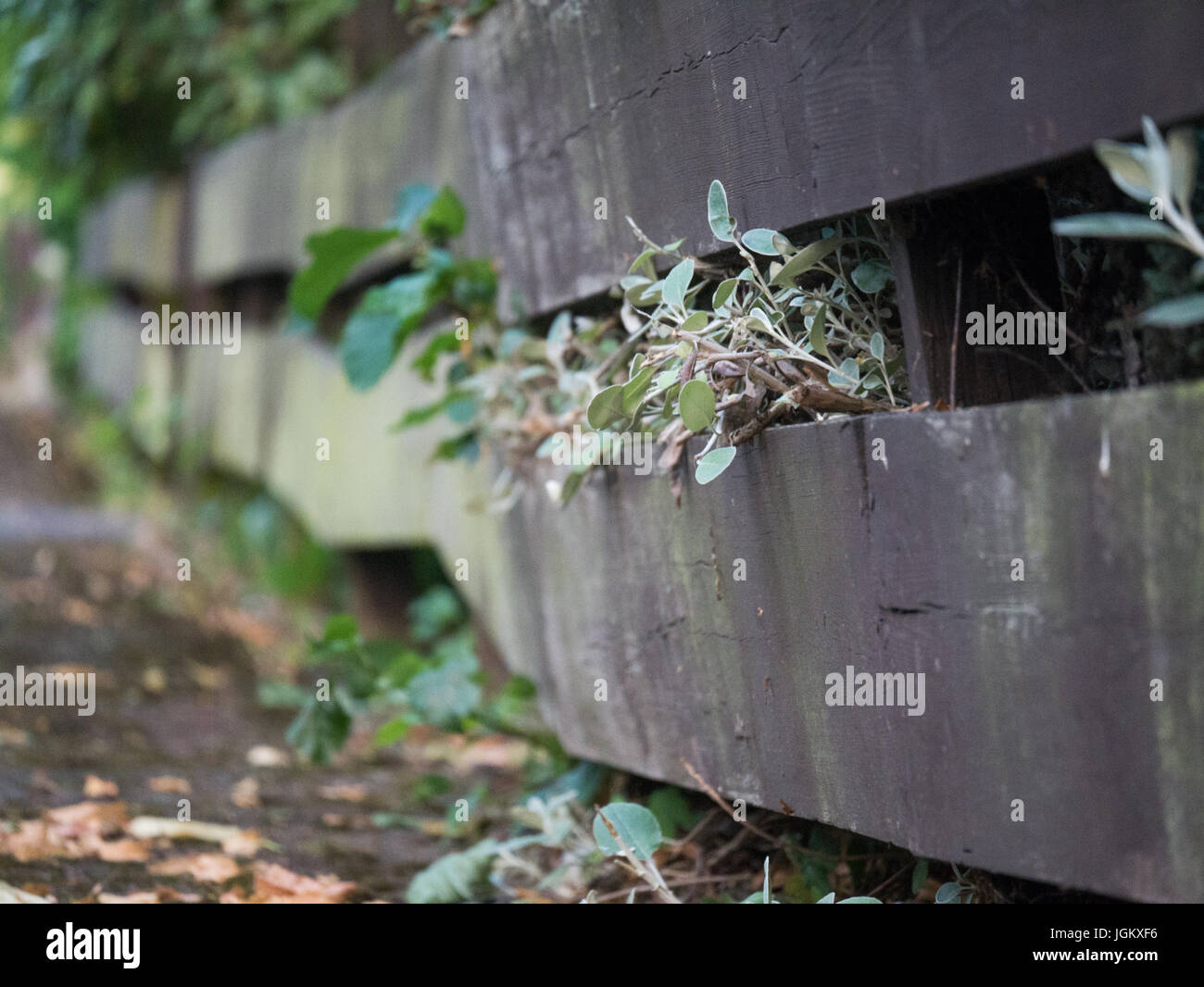 Plants growing fence hi-res stock photography and images - Alamy