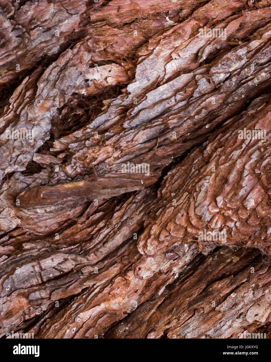 Rabbit face tree hi-res stock photography and images - Alamy