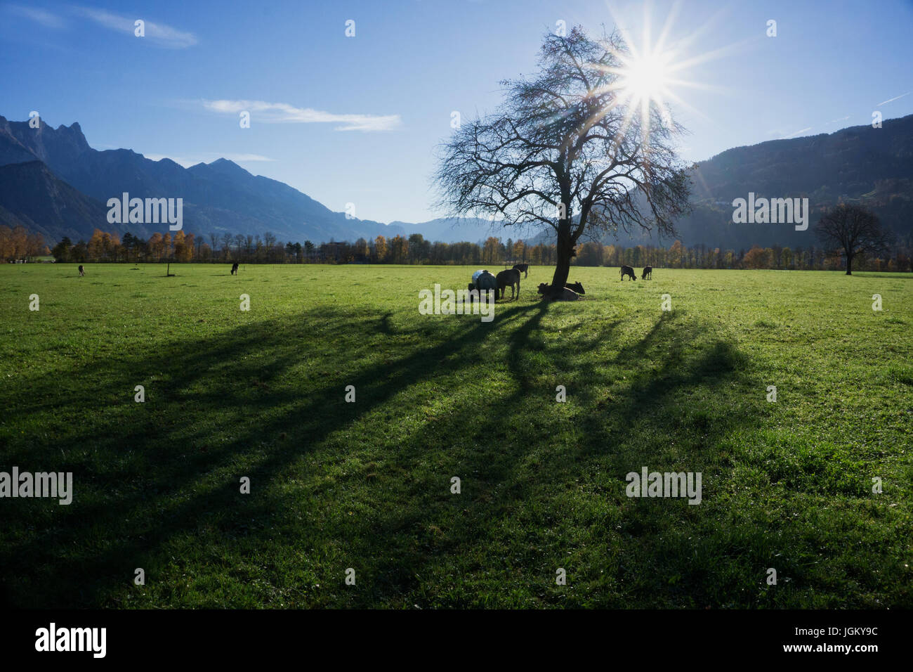 Europa Schweiz Sargans Wangs Weide im Gegenlicht starke Schatten Stock Photo