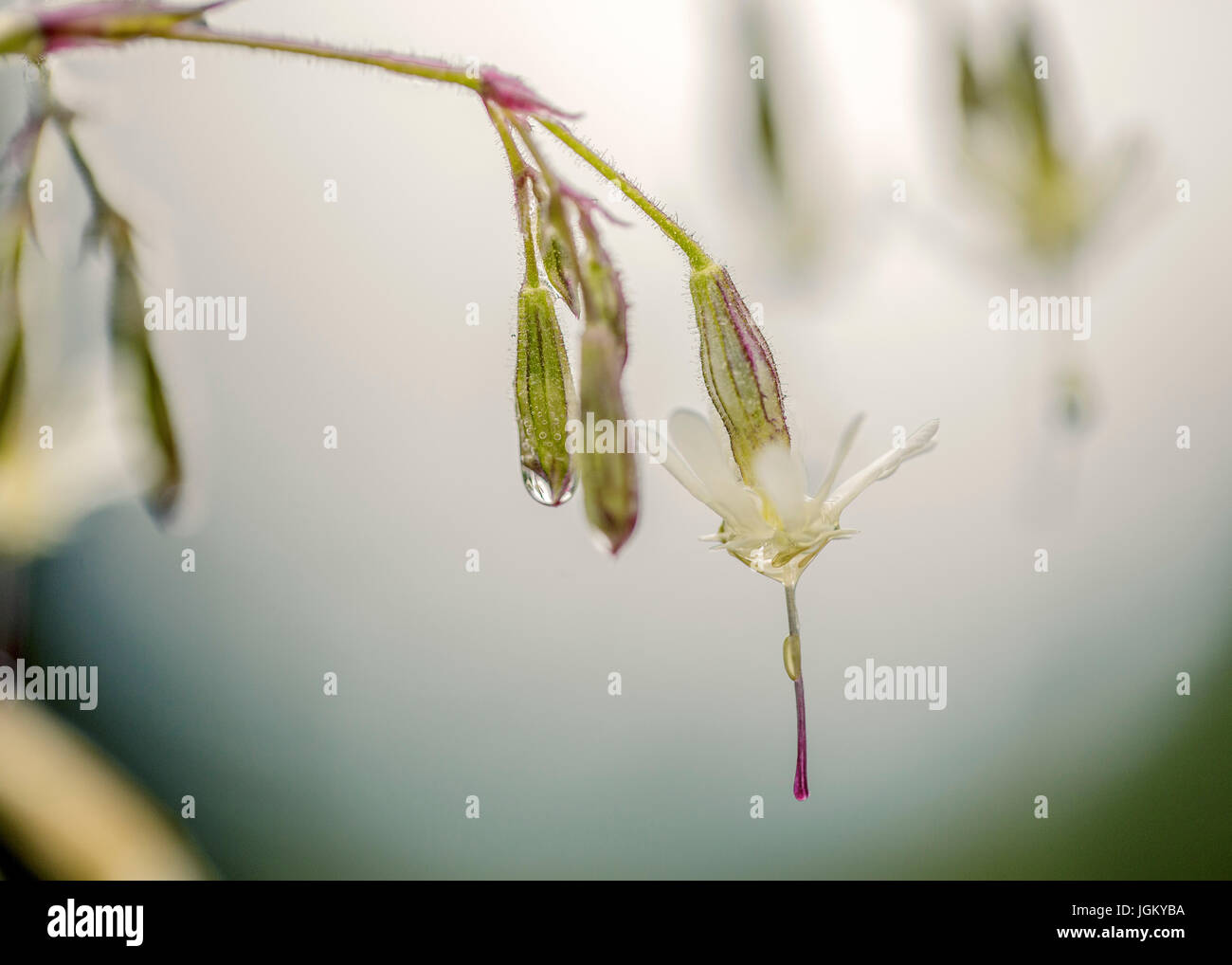 Close Up Silene Flowers with Morning Dew in Summer Stock Photo