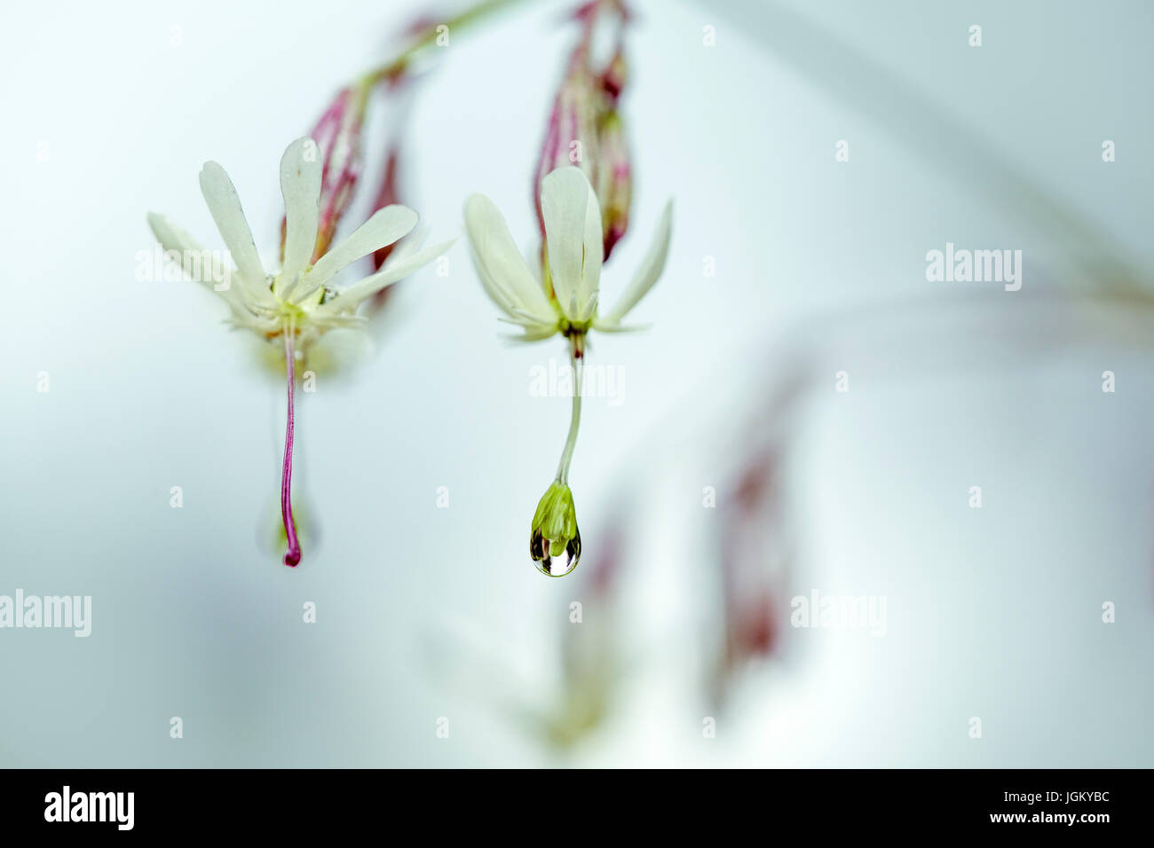 Close Up Silene Flowers with Morning Dew in Summer Stock Photo