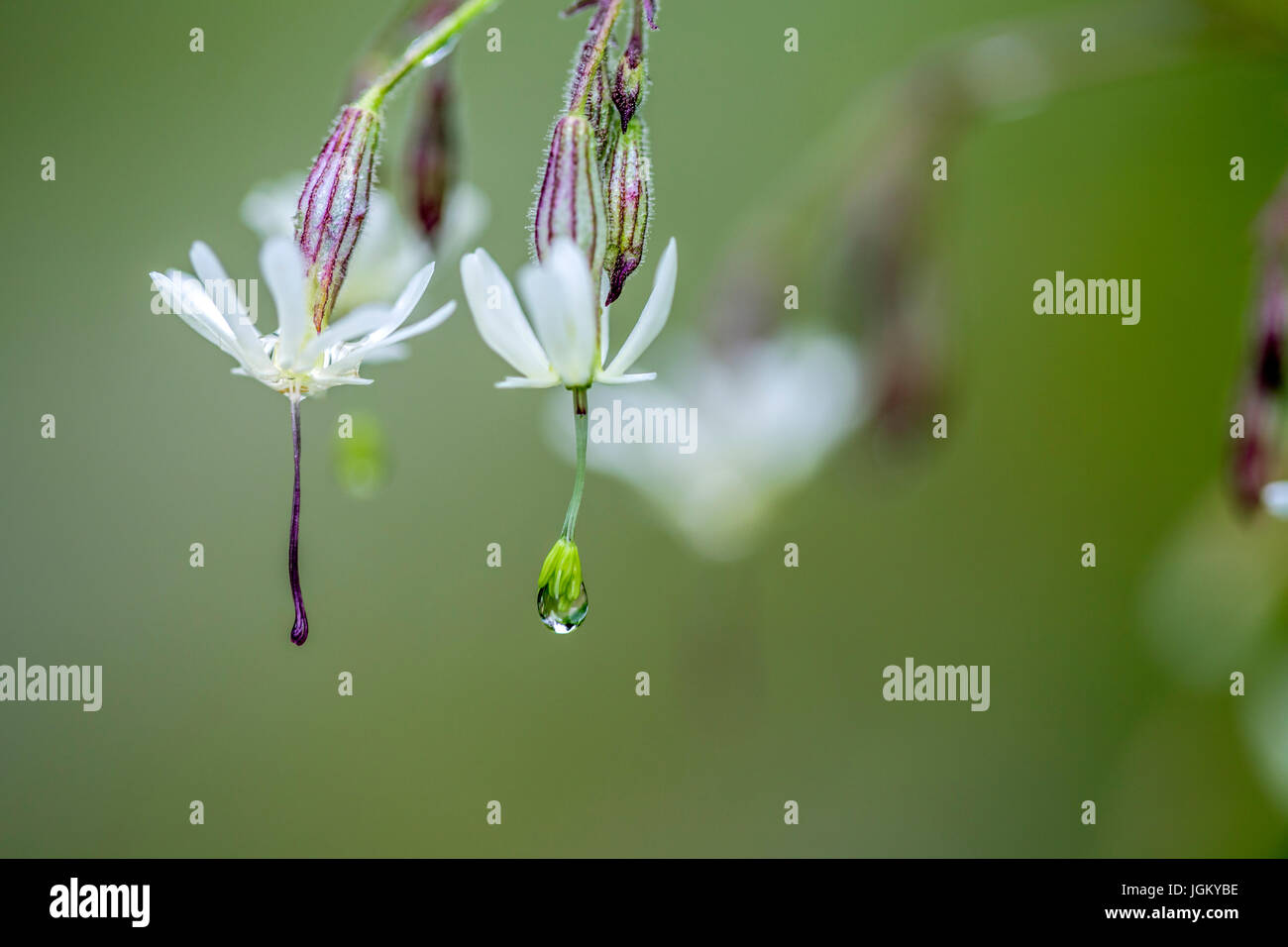 Close Up Silene Flowers with Morning Dew in Summer Stock Photo