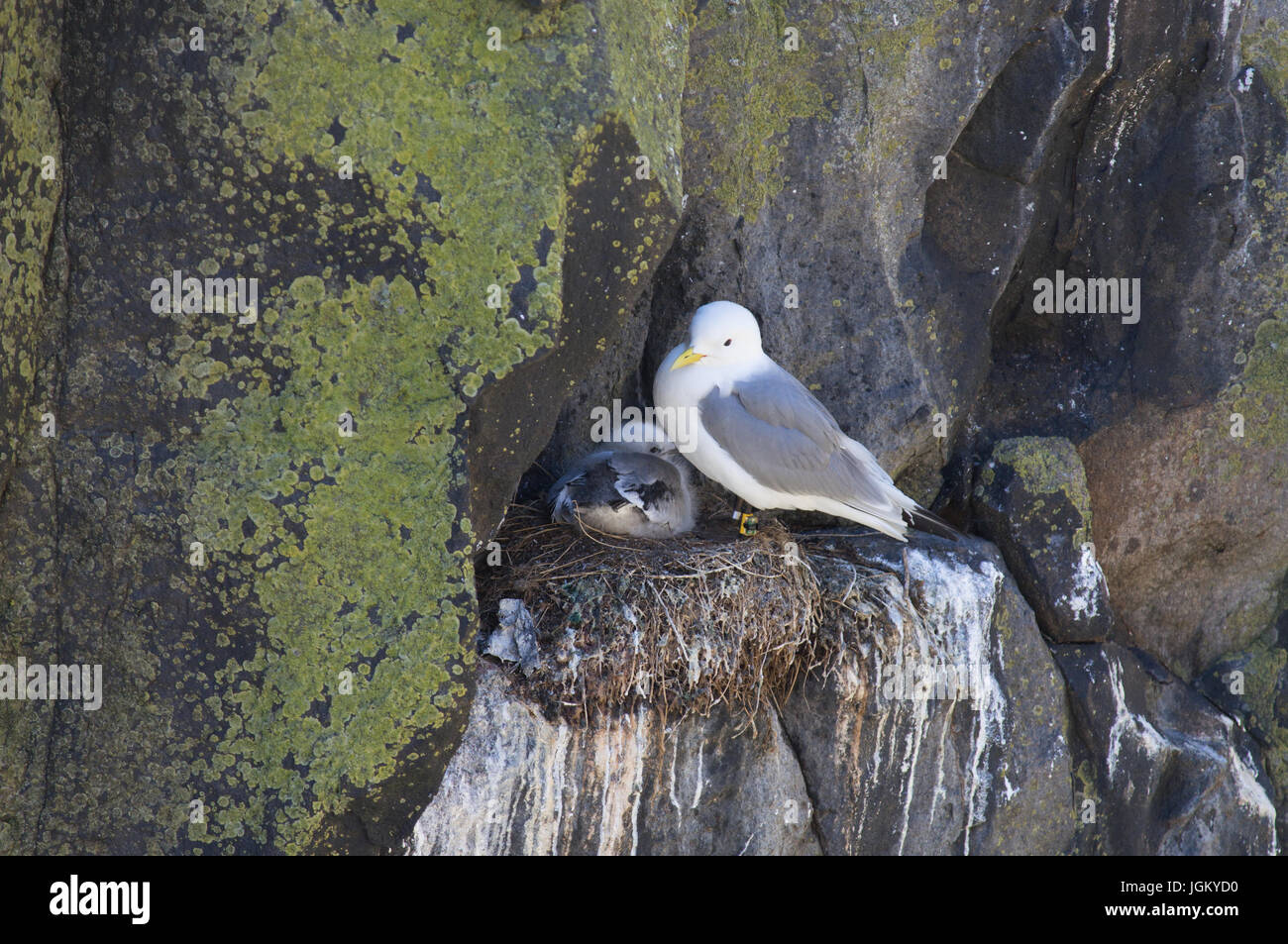 Kittiwake nesting with young on the Scottish Isle of May. Stock Photo