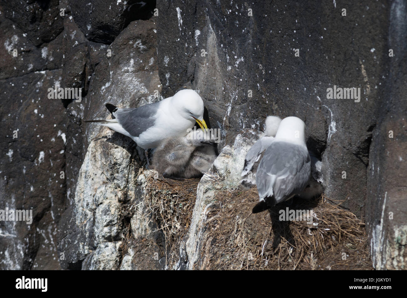 Kittiwake nesting with young on the Scottish Isle of May. Stock Photo