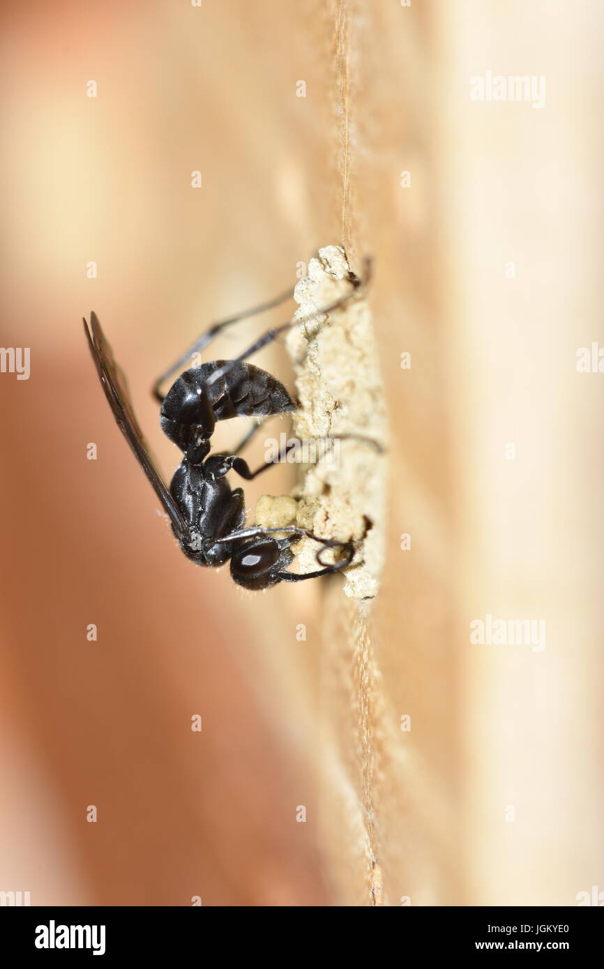 Solitary spider wasp (Auplopus carbonarius) stealing small pellets of mud from an existing nest seal of the mason bee osmia cornuta. Stock Photo