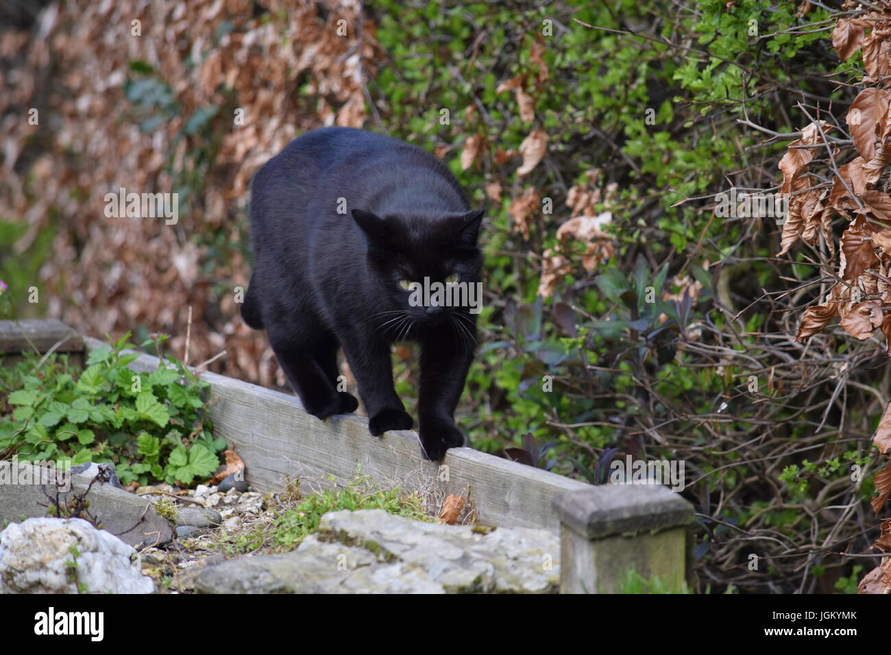Cat walking the line Stock Photo - Alamy
