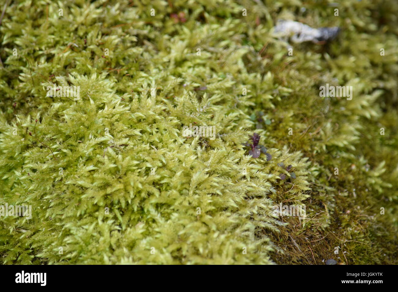 Sphagnum moss background Stock Photo - Alamy