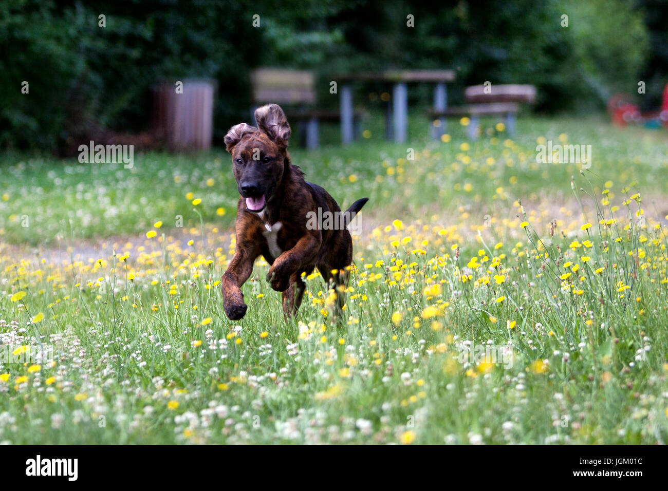 Young dog is running in the gras, junger Mischlingshund rennend im Gras Stock Photo